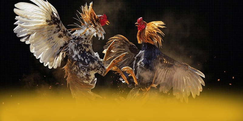 Hệ thống tư vấn viên tại BET88 Hệ thống tư vấn viên tại BET88